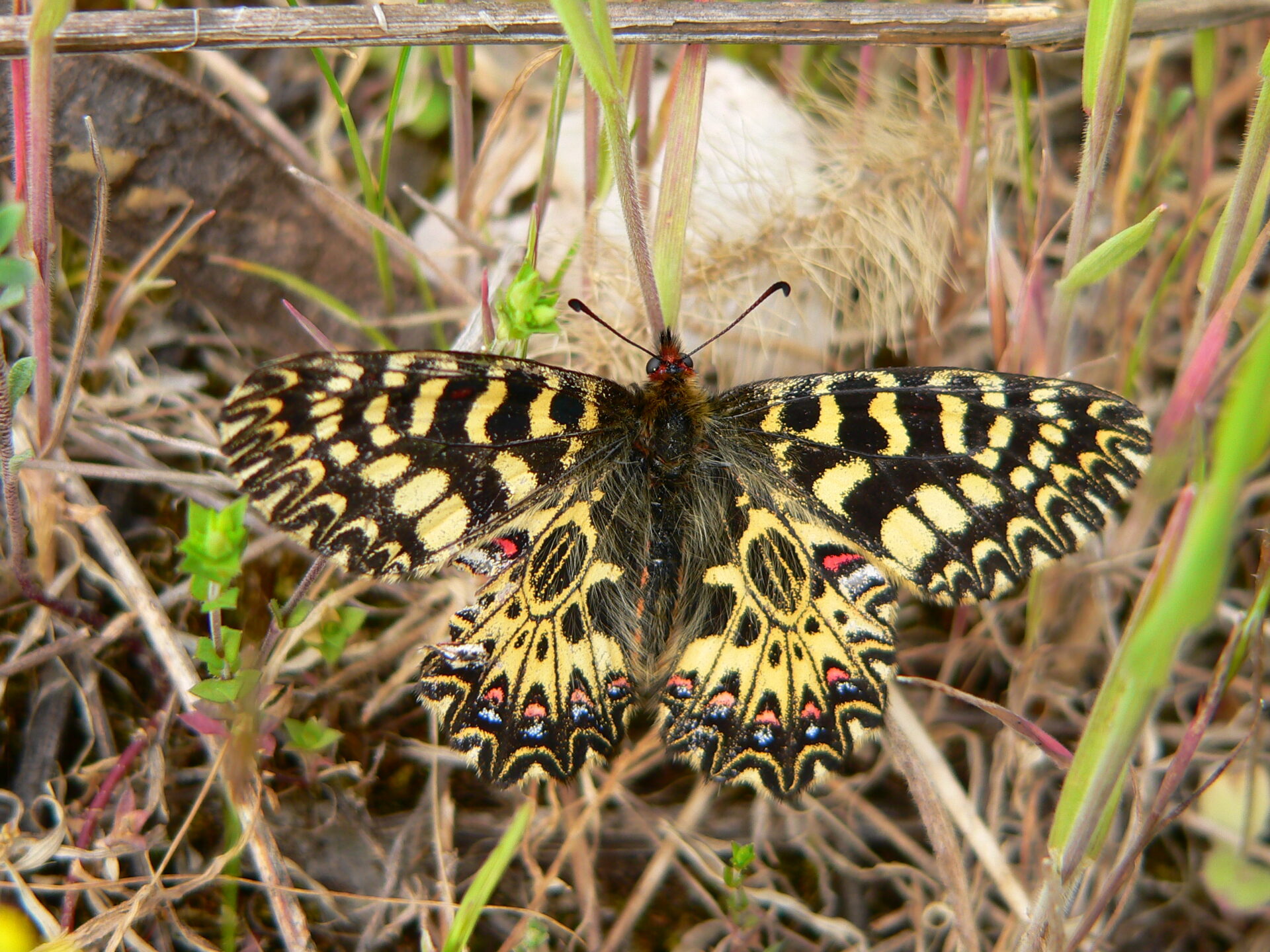 Randonnée accompagnée ouverte à tous: A la découverte des espaces naturels remarquables des Grads de Berrias