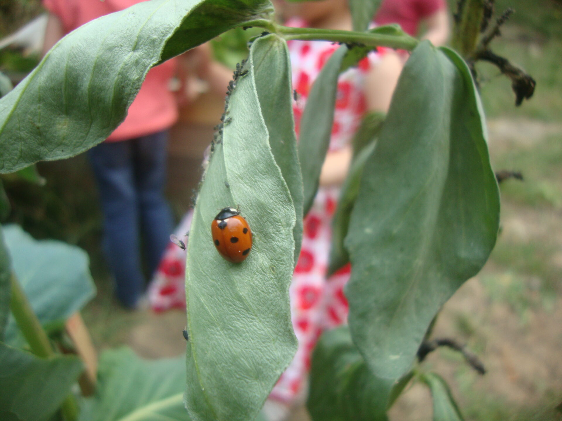 jeudi9avril Alliesdesjardins MDP