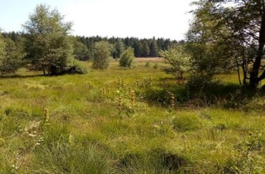 Conférence « Histoire de la verrerie forestière du seigneur de Burzet »